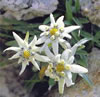 Edelweiss